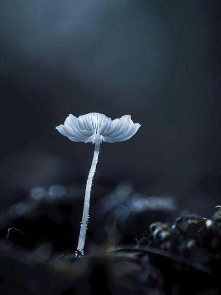 Einsame Blume von haroulita