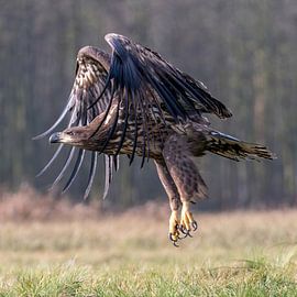 Side view of the rising Eagle by Bob de Bruin