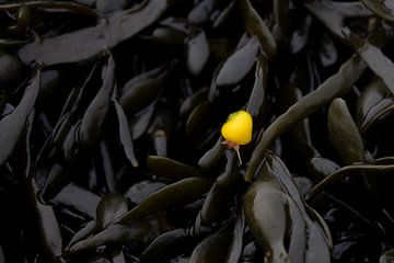 Blunt periwinkle on bladder wrackweed