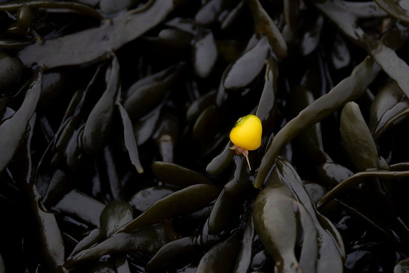 Blunt periwinkle on bladder wrackweed by Marcel Klootwijk