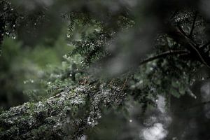 Jour de pluie dans les bois 3 | Twente, Pays-Bas