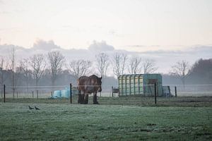 cheval de trait dans la prairie
