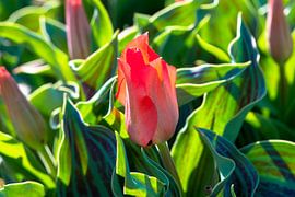 red tulip by Jan Fritz
