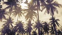 Palmen gegen eine untergehende Sonne von Susanne Pieren-Canisius Miniaturansicht