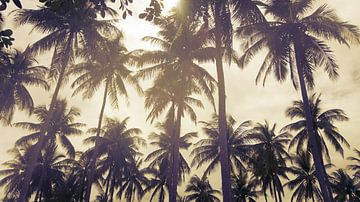 Palmbomen tegen een ondergaande zon van Susanne Pieren-Canisius