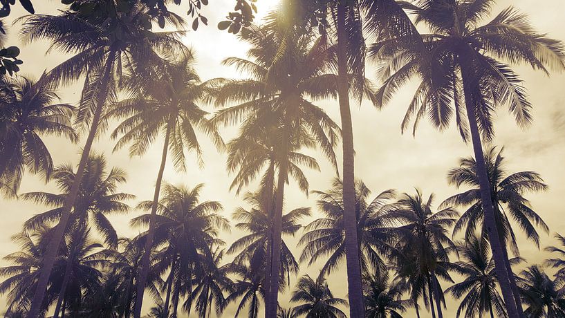 Des palmiers contre un soleil couchant par Susanne Pieren-Canisius