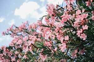 Roze Oleander bloemen midden in het Turia Park, Valencia // Spanje // Reis- en Natuurfotografie