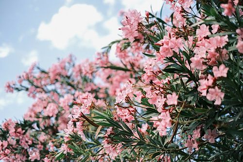 Roze Oleander bloemen midden in het Turia Park, Valencia // Spanje // Reis- en Natuurfotografie