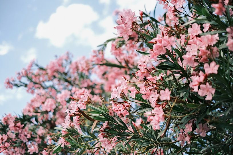 Lauriers roses au milieu du parc de Turia, Valence // Espagne // Photographie de voyage et de nature par Diana van Neck Photography