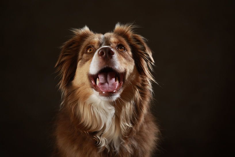 Australian shepherd by Jana Behr
