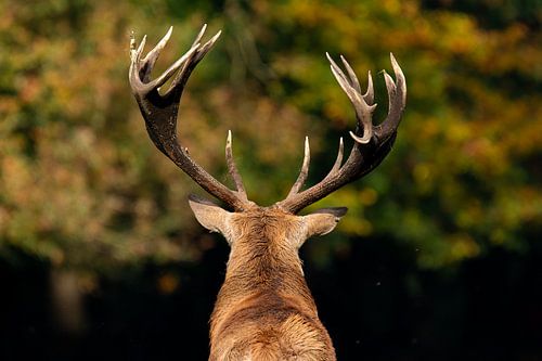 Fallow deer with impressive antlers.