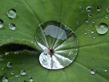 Na de regen van Eric Nagel