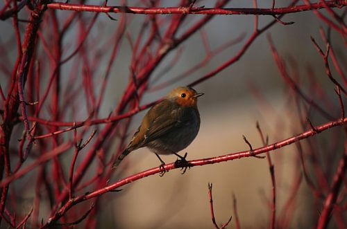 Happy bird