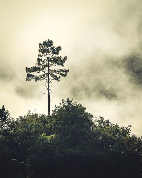 Stark von John Goossens Photography
