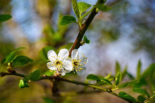 Lente