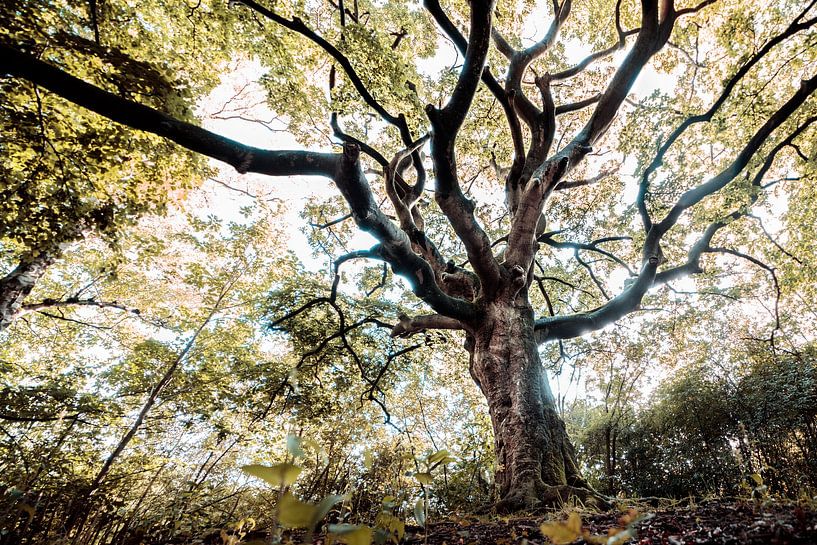 The Witch Tree by Stefan den Engelsen