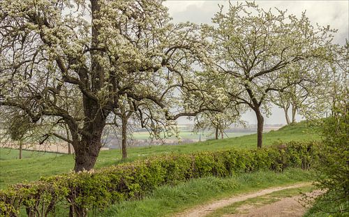 Bloesem Schweiberg in Zuid-Limburg