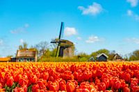 Tulpenveld met molen op de achtergrond.