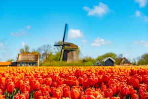 Tulpenveld met molen op de achtergrond. van Ron van der Stappen