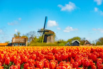 Tulpenveld met molen op de achtergrond.