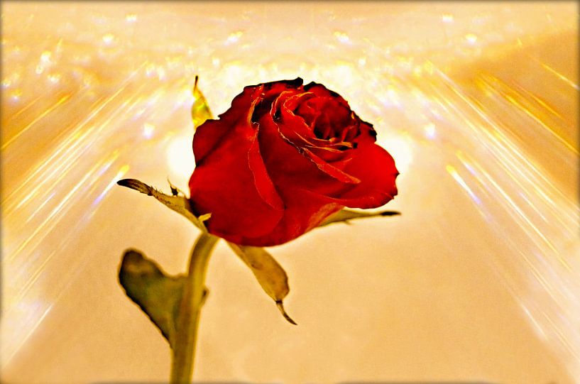 Sunshine on a Rose van Leo Huijzer