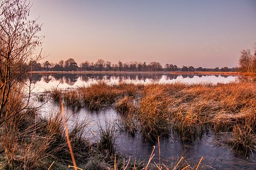 Laagje ijs tussen het riet tijdens zonsopkomst