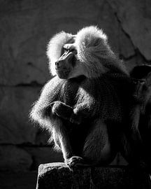 Porträtbild Pavian von Jeffrey Hensen