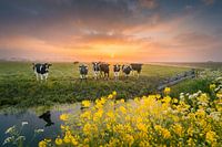 Holländische Kühe bei Sonnenaufgang | Landschaftsfotografie in den Niederlanden | Frühling