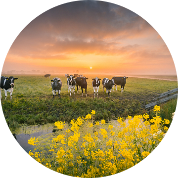 Hollandse koeien tijdens zonsopkomst | Landschapsfotografie in Nederland | Lente van Marijn Alons