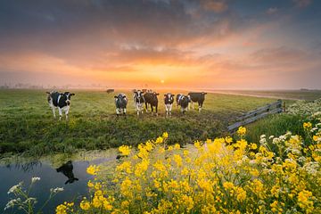 Holländische Kühe bei Sonnenaufgang | Landschaftsfotografie in den Niederlanden | Frühling von Marijn Alons