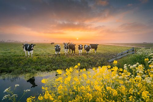 Hollandse koeien tijdens zonsopkomst | Landschapsfotografie in Nederland | Lente