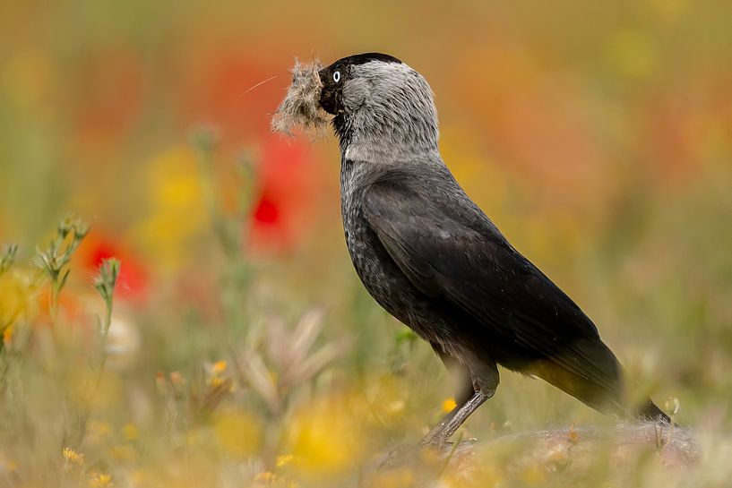 Jackdaw van Joan Gil Raga