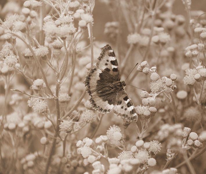 Der kleine Fuchs in Sepia von Jose Lok