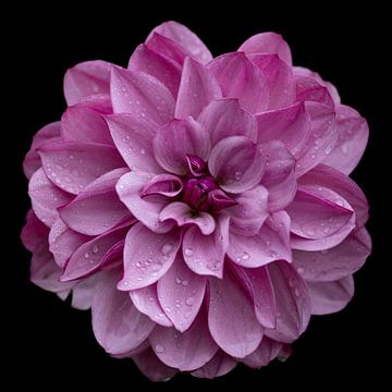 Dahlia pinnata (roze) van Léon Gerridzen
