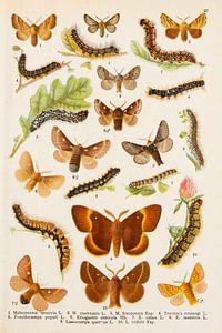 Gravure ancienne représentant des papillons et leurs chenilles.