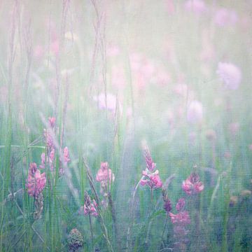 Spring meadow by Claudia Moeckel