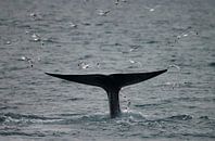 Der Schwanz des Blauwals von Menno Schaefer Miniaturansicht