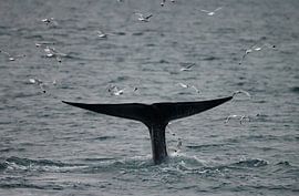 Blue Whale fluke at Spitsbergen. by Menno Schaefer