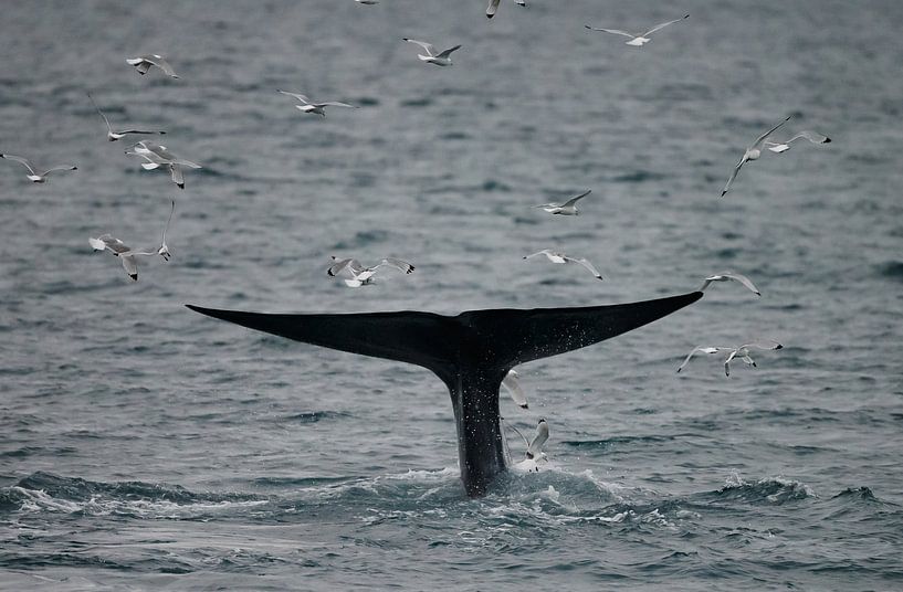 Der Schwanz des Blauwals von Menno Schaefer