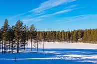 Landschap met sneeuw en bomen in de winter in Kuusamo, Finland van Rico Ködder thumbnail