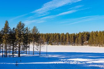 Landschap met sneeuw en bomen in de winter in Kuusamo, Finland van Rico Ködder