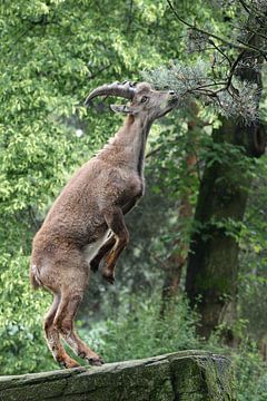 Steenbok van Edwin Butter