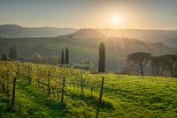 Weinberge und Schloss Vicchiomaggio, Chianti-Region