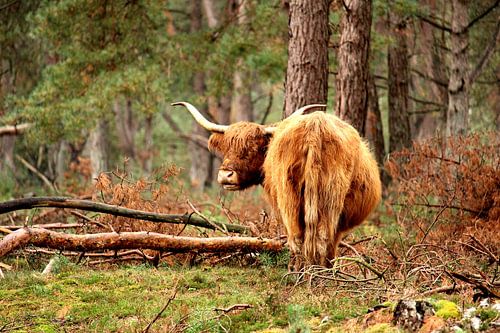 Scottish Highlander