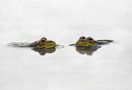 2 frogs in the pool by Maickel Dedeken