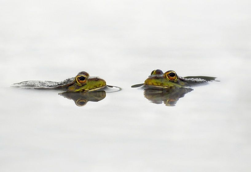 2 grenouilles dans la piscine par Maickel Dedeken