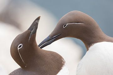 Vögel | Trottellummen bei der Balz auf den Farne-Inseln 2