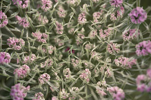queen anne’s lace