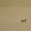 Silhouette d'un cygne nageur dans la brume du matin sur Photo Henk van Dijk