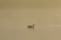 Silhouette eines schwimmenden Schwans im Morgennebel
